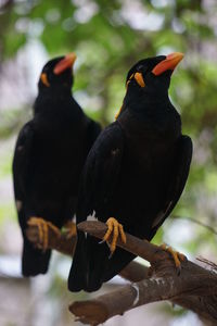 Close-up of bird perching on branch