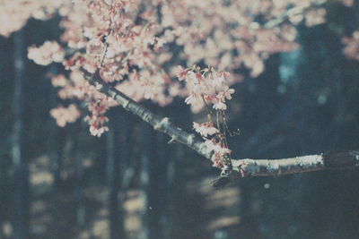 Close-up of cherry blossoms in spring