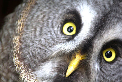 Close-up portrait of owl