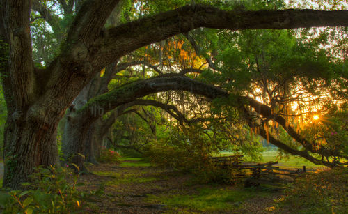 Trees in forest