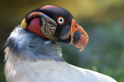 Close-up of bird