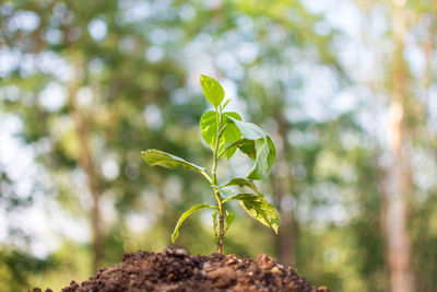 Close-up of small plant