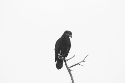 Low angle view of bird perching on branch against clear sky