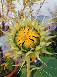 Close-up of yellow flowering plant