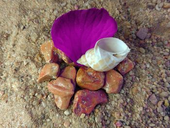 Close-up of seashell on rock at beach