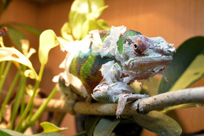 Close-up of a chameleon shedding its skin 