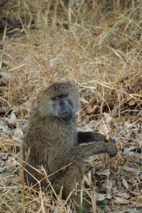 Monkey sitting in a field