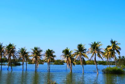 Scenic view of palm trees against clear blue sky