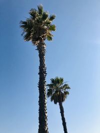 Low angle view of coconut palm tree against clear blue sky