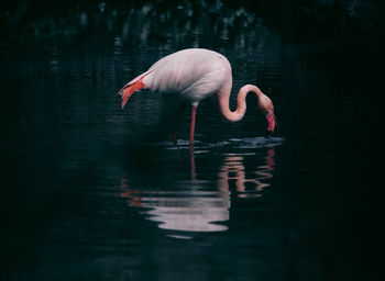 Bird drinking water in a lake