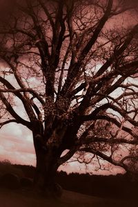 Low angle view of tree against sky