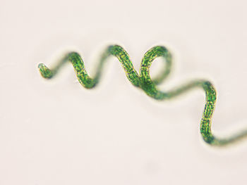 High angle view of spiral on table against white background
