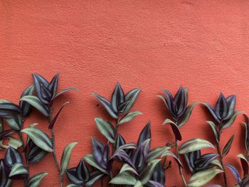 Full frame shot of plants against wall