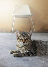 Portrait of cat sitting on floor