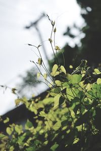 Low angle view of plant against sky