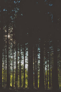 Trees in forest