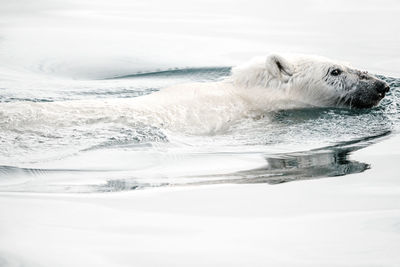 Polar bear swimming in sea