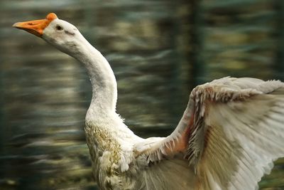 A goose flaps its wings to dry itself after playing in the water