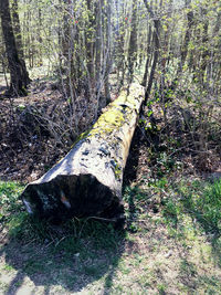 Fallen tree on field in forest