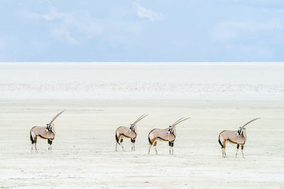 Four oryx's with their heads turned looking back at the herd