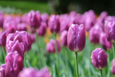 Close-up of purple tulips