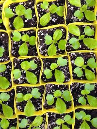 Full frame shot of plants