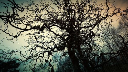 Low angle view of bare trees against sky