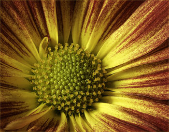 Full frame shot of flowering plant