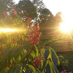 Sun shining through trees