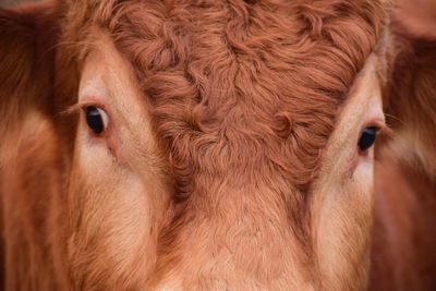 Close-up of brown cow