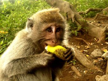 Portrait of monkey eating banana on field