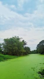 Scenic view of field against sky