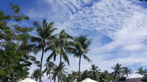 Low angle view of palm trees against sky