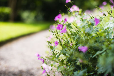 Close-up of pink flowering plant