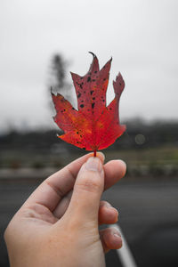 Close-up of hand holding maple leaf during autumn