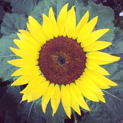 Close-up of sunflower