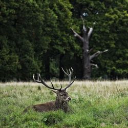 Stag resting on field against trees in forest