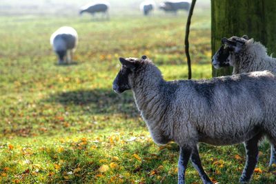 Sheep grazing on grassy field