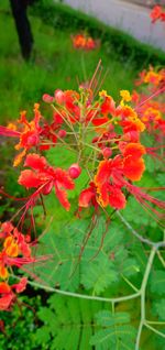 Close-up of red flowering plant on field