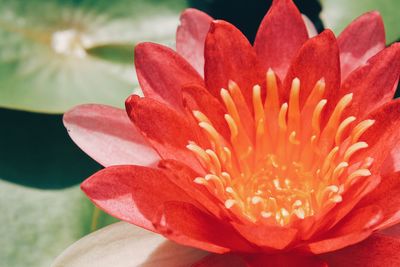 Close-up of red flower blooming outdoors