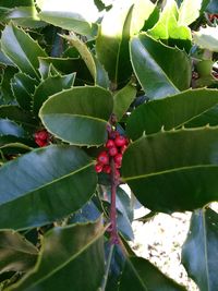 Close-up of red berries growing on tree