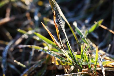 Close-up of plant on snow covered field