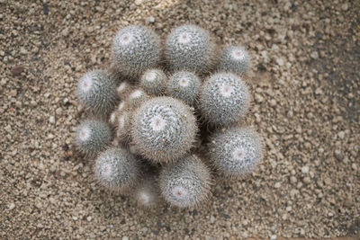 High angle view of succulent plant on sand