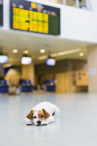 Close-up portrait of dog relaxing on floor