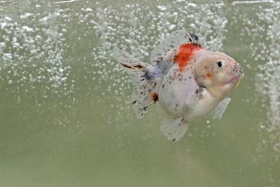 Fish swimming in sea