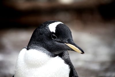 Close-up of a bird looking away