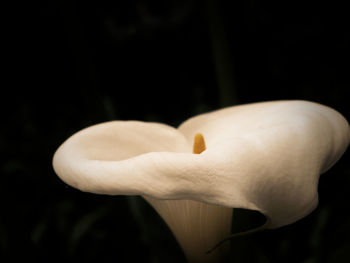 Close-up of mushrooms growing on black background