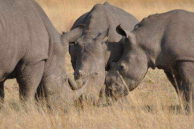 Rhinoceroses grazing on field