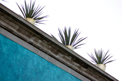 Low angle view of palm tree by swimming pool against sky