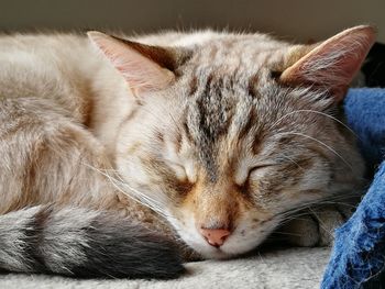Close-up of cat sleeping